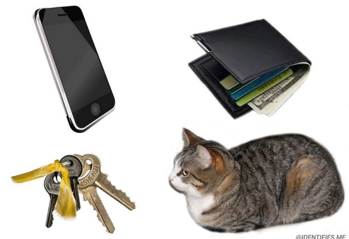 Dilo con gatitoz tweet media