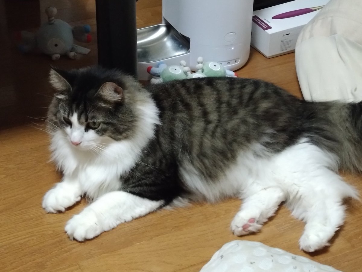 飼い猫溺愛のおに tweet media