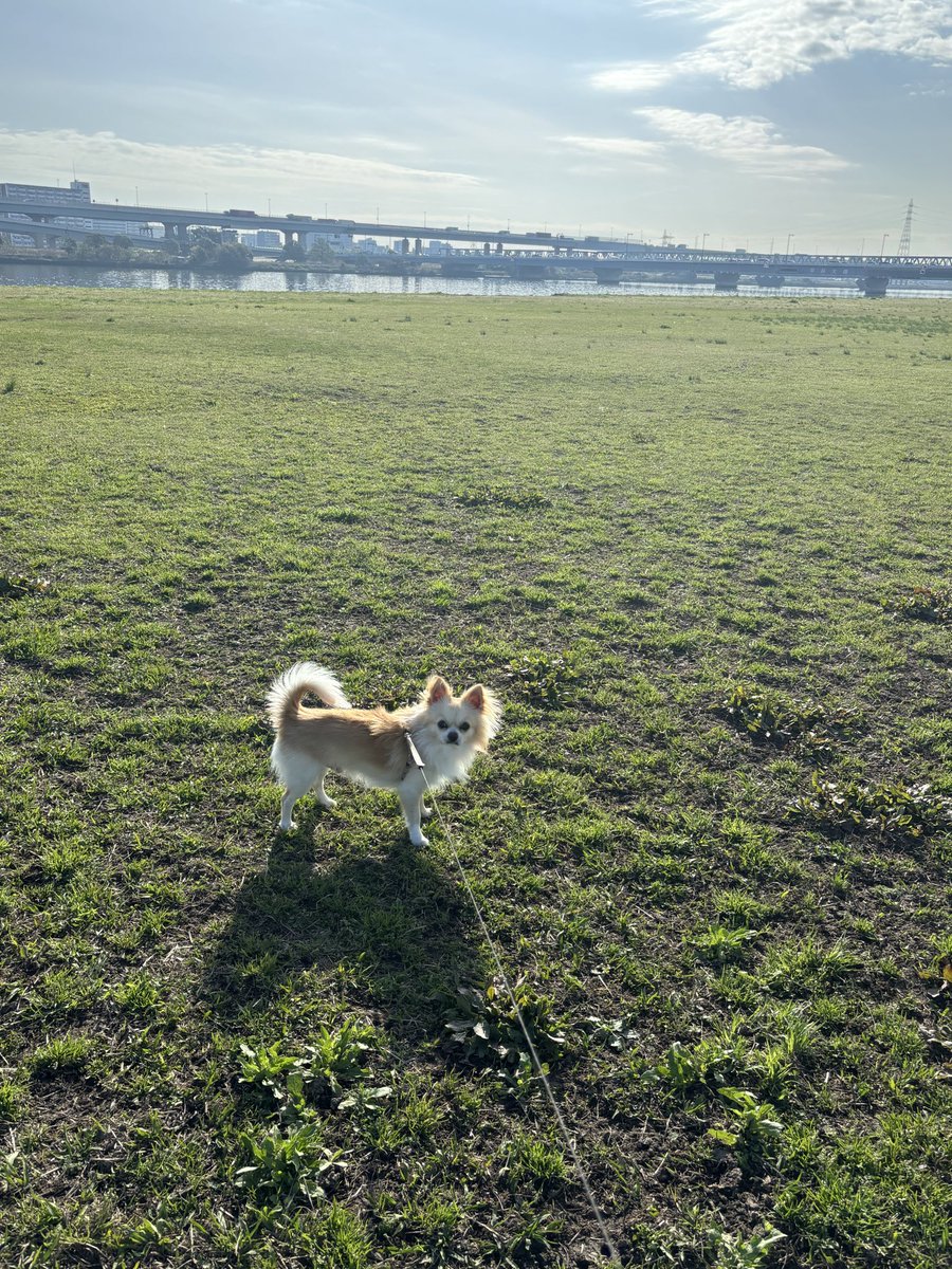 kntrizm21's tweet photo. 朝のお散歩は気持ちいい☀️
お仕事頑張るぞ！
晴れると前向きになる単純なママと、散歩でご機嫌なチワワ https://t.co/eReCfF3ovh
