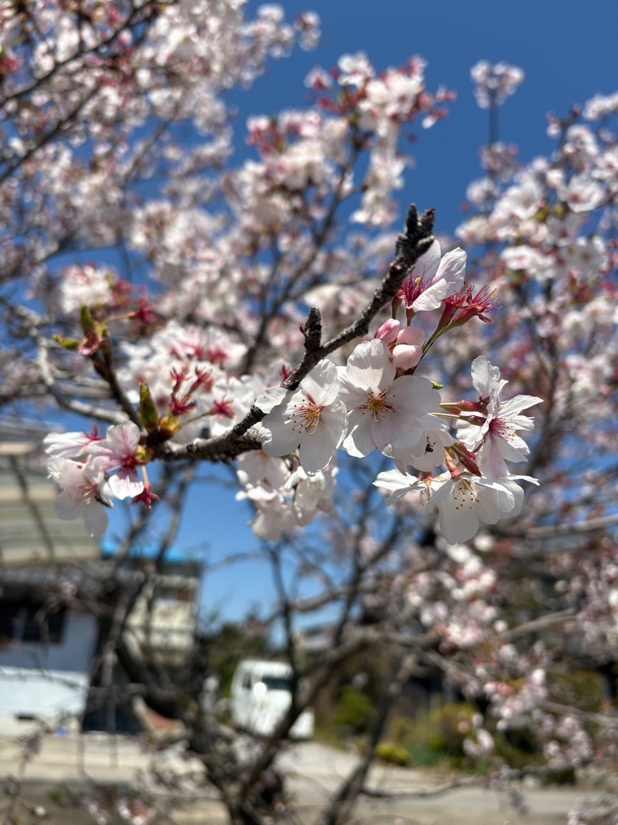 gintonicde's tweet photo. 春の琵琶湖と言えばホンモロコということで、昨日は湖東へ釣りに行ってきた。去年釣れた��所は水が少なく、他のポイントを探しながら粘り続けて結果は13匹。目標は20匹だったので若干渋め。ビワヒガイがおまけに釣れてくれたら嬉しかったけど、最後は季節外れのカネヒラが釣れたとこで納竿。 https://t.co/h9XfrRwyIC