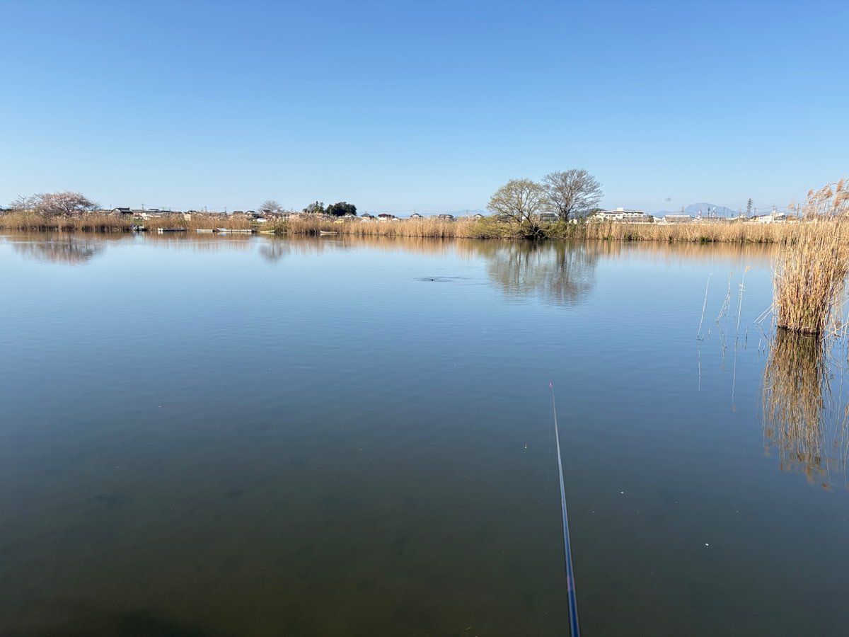 gintonicde's tweet photo. 春の琵琶湖と言えばホンモロコということで、昨日は湖東へ釣りに行ってきた。去年釣れた��所は水が少なく、他のポイントを探しながら粘り続けて結果は13匹。目標は20匹だったので若干渋め。ビワヒガイがおまけに釣れてくれたら嬉しかったけど、最後は季節外れのカネヒラが釣れたとこで納竿。 https://t.co/h9XfrRwyIC