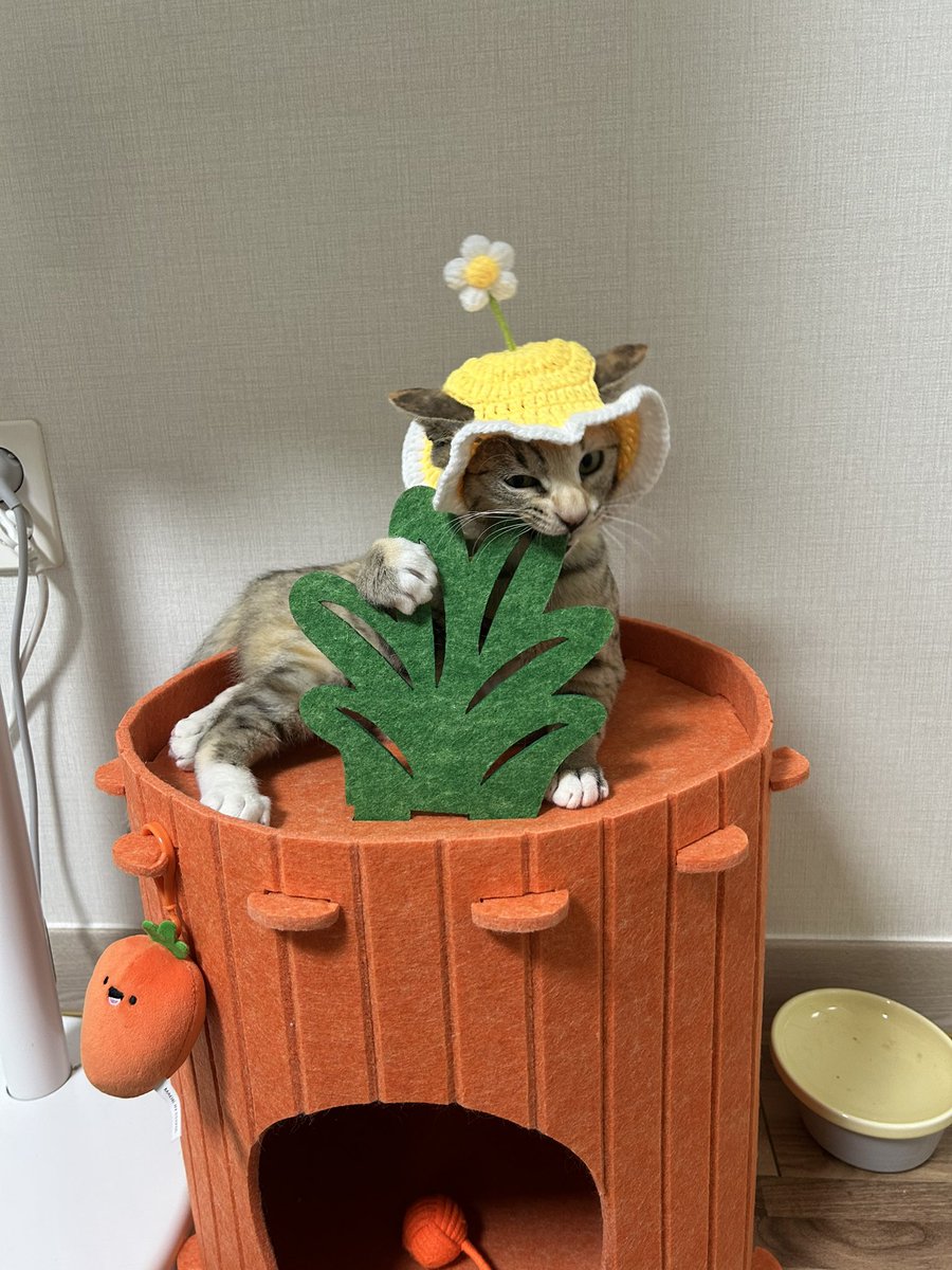 당근🥕 tweet media