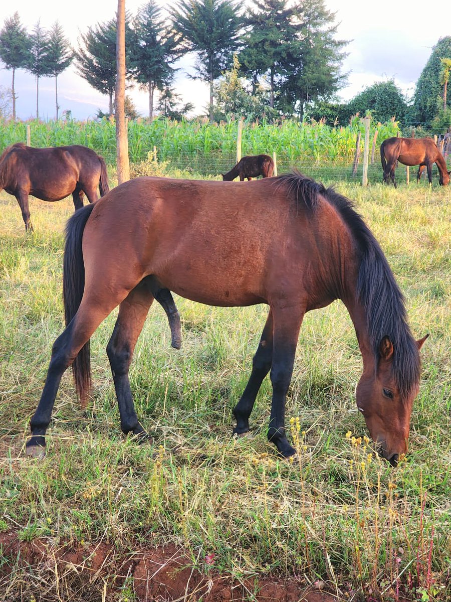 Laikipia Ranches tweet media