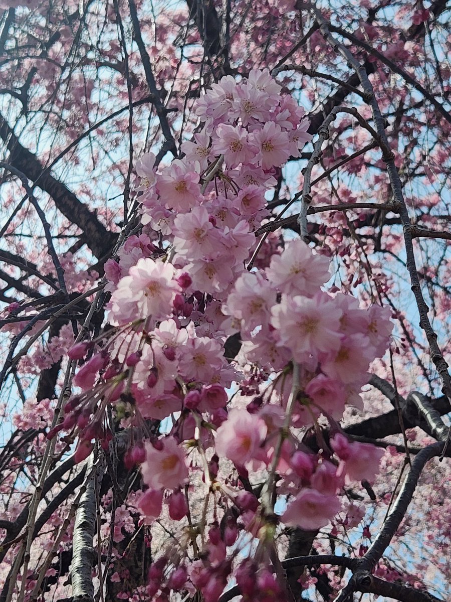 NACS13's tweet photo. 無事に進級してきました🫡
「告知」からは10年だけど「術後10年」になるのは来年。
「術後10年でここ(病院)は卒業になるから、この1年でその心づもりと紹介して欲しい乳腺クリニックを考えててね」とのこと😲来年卒業かぁ…ちと不安😅

帰りがてらお花見🌸
まだ綺麗で良かった🥰
心が洗われる💝 https://t.co/lxs0wrGcC9
