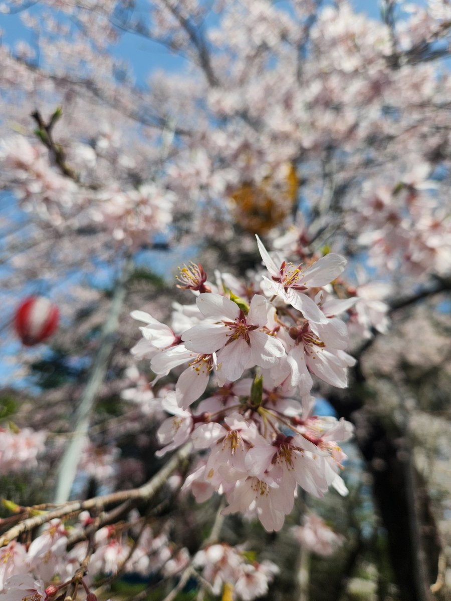 NACS13's tweet photo. 無事に進級してきました🫡
「告知」からは10年だけど「術後10年」になるのは来年。
「術後10年でここ(病院)は卒業になるから、この1年でその心づもりと紹介して欲しい乳腺クリニックを考えててね」とのこと😲来年卒業かぁ…ちと不安😅

帰りがてらお花見🌸
まだ綺麗で良かった🥰
心が洗われる💝 https://t.co/lxs0wrGcC9