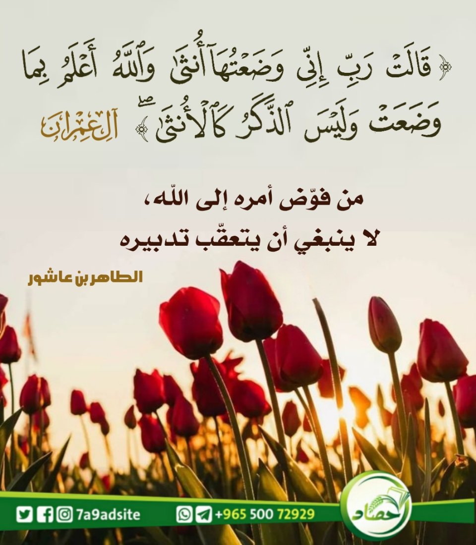 حصاد tweet media