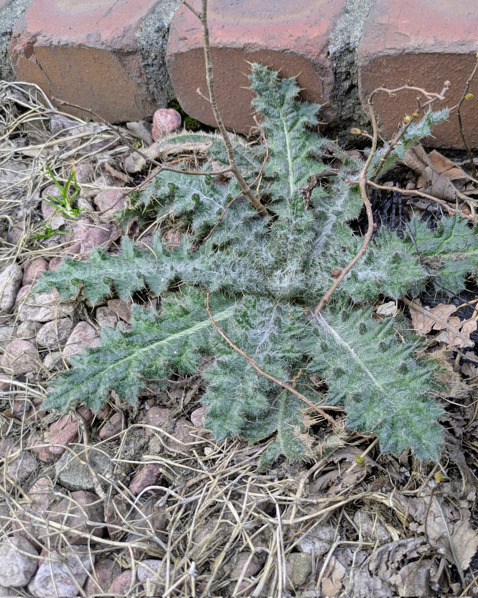 すずき@ニセ道民 tweet media