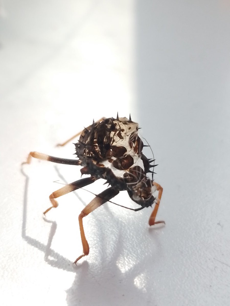 the chitinous scavenger tweet media