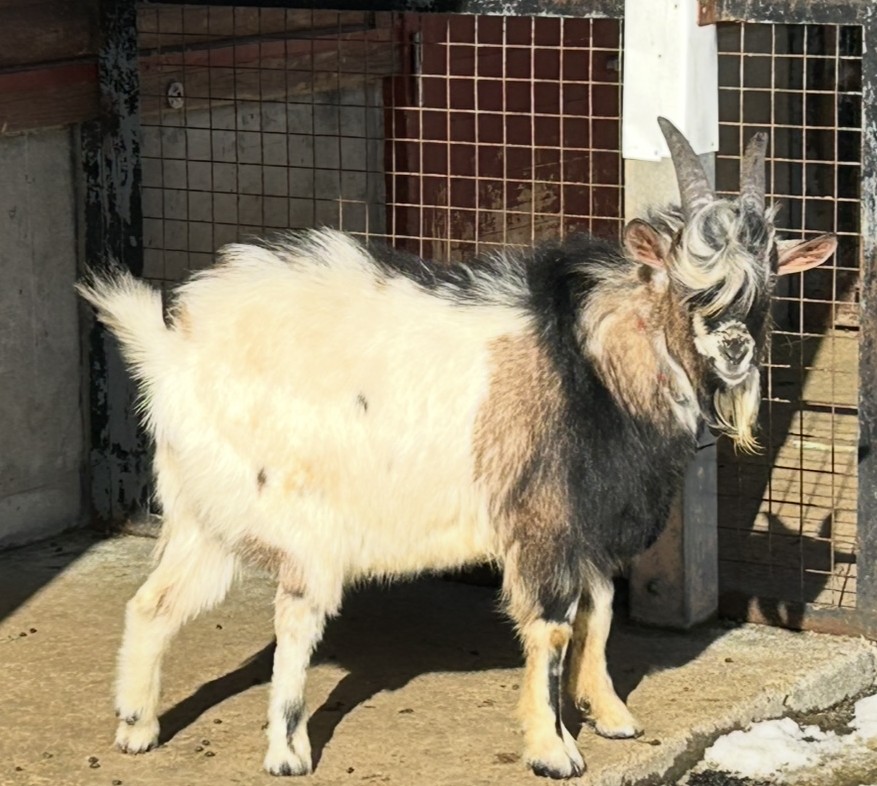 盛岡市動物公園 ZOOMO tweet media