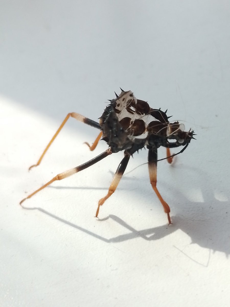 the chitinous scavenger tweet media