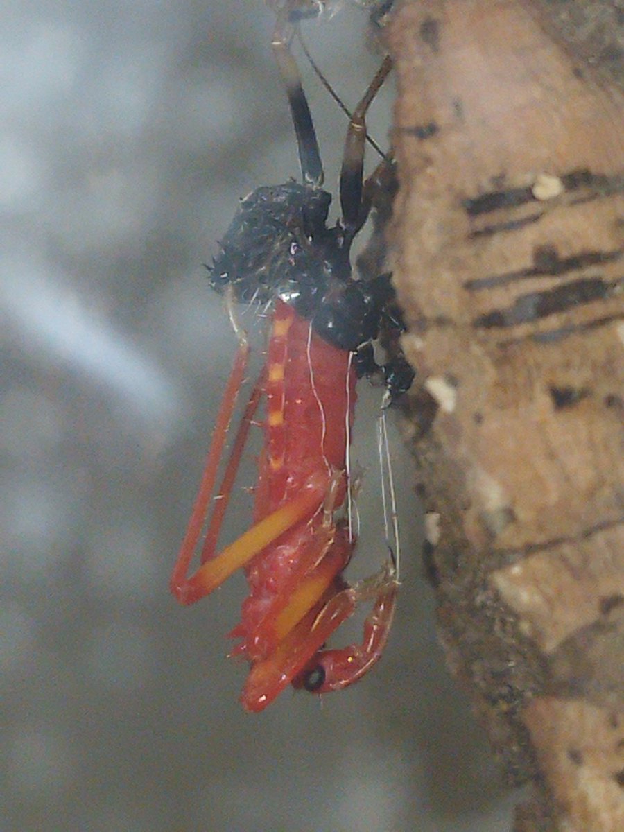 the chitinous scavenger tweet media