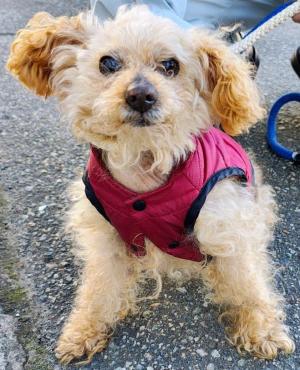 びーとも tweet media