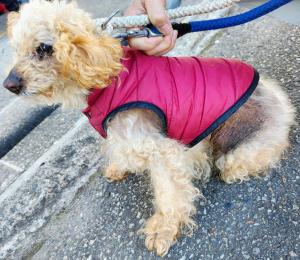 びーとも tweet media