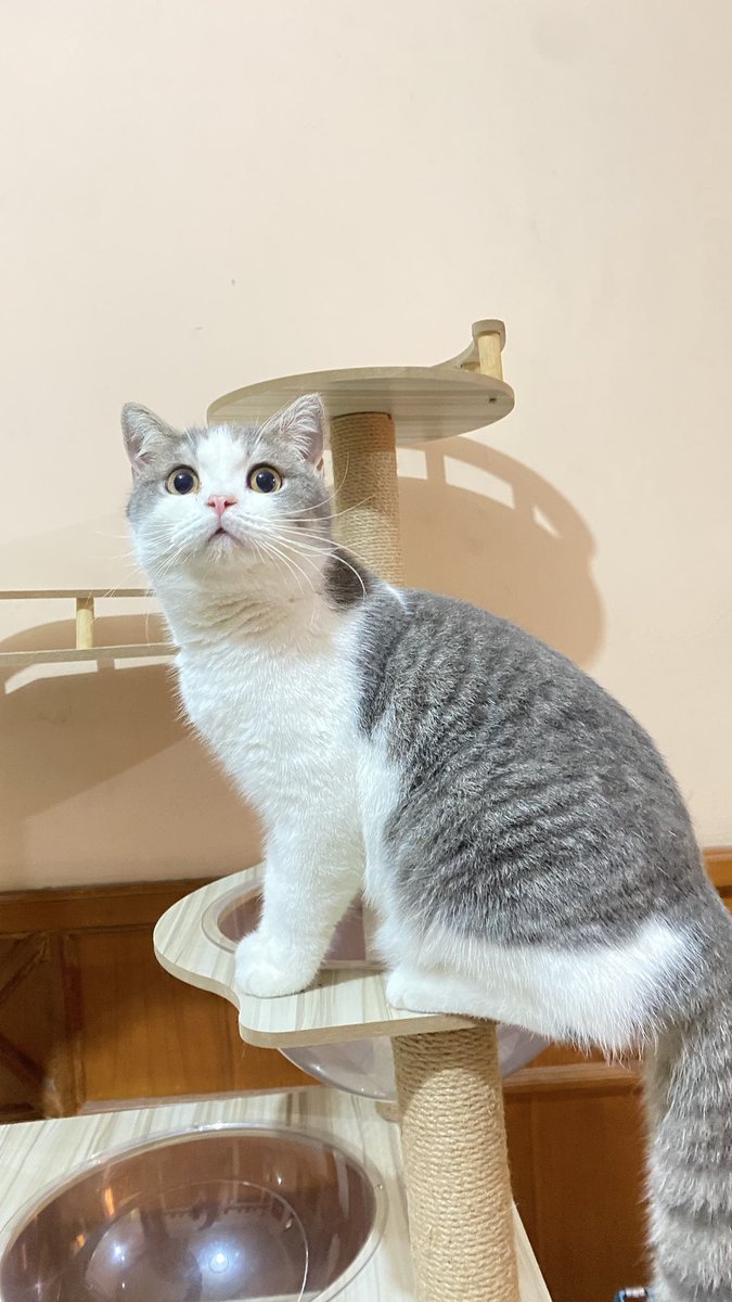 LegoLuna ♀️Lilo Layl♂️ tweet media