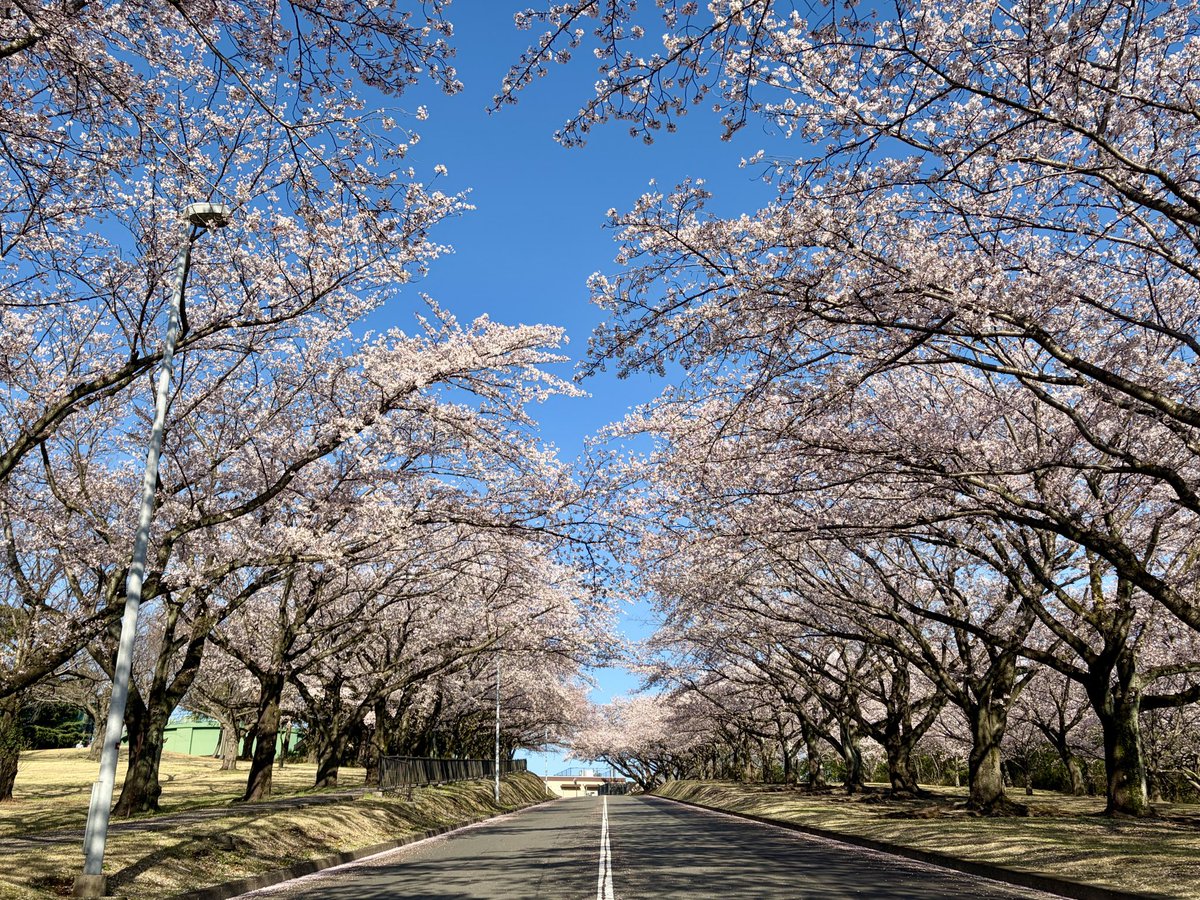ippei63's tweet photo. 今年も綺麗な桜が見れました🌸 https://t.co/ojMrFH1uFL