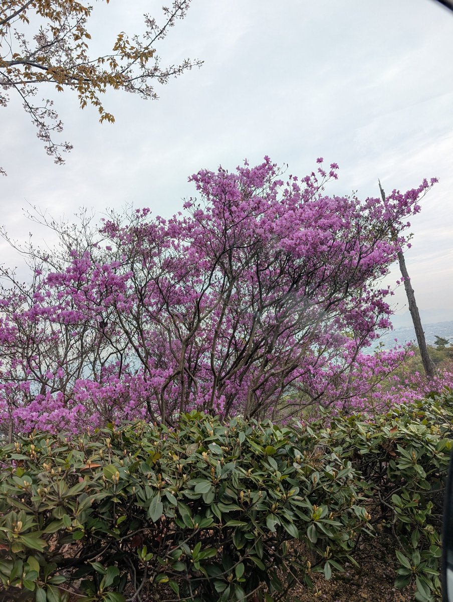 四国霊場第五十八番　仙遊寺 tweet media