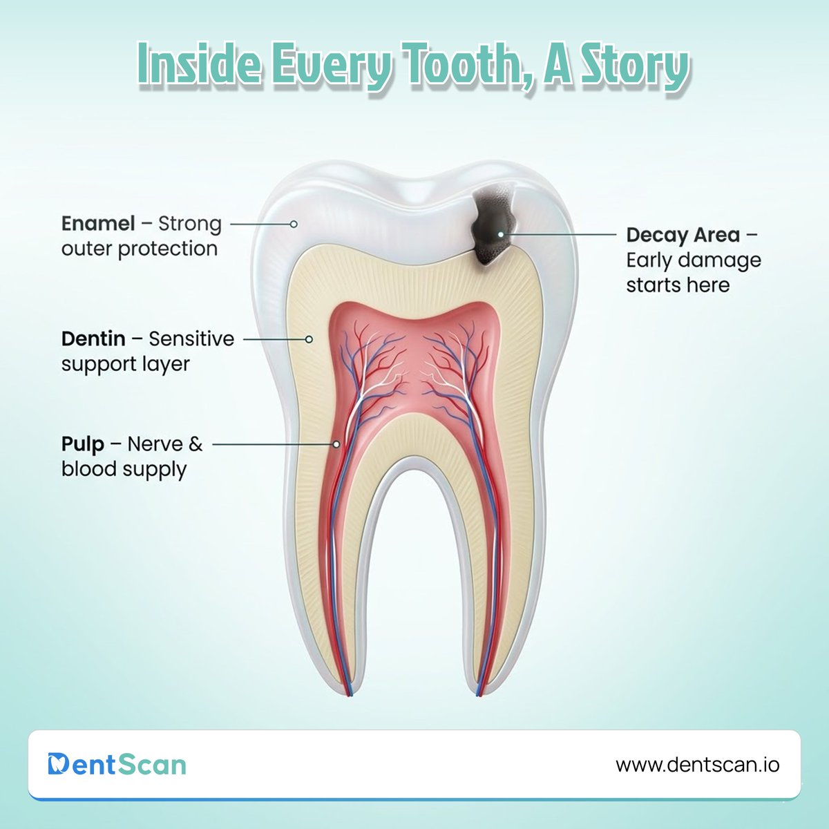 DentScan tweet media