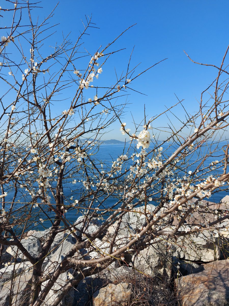 Balıkçı Kral tweet media