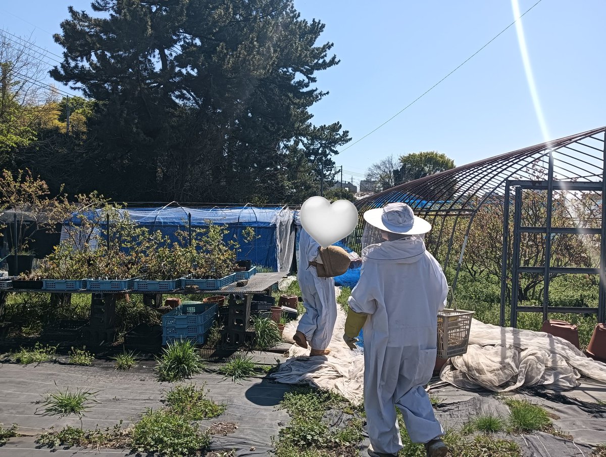 tuatbee's tweet photo. 4月8日、活動を行いました！
活動内容は内検（巣箱のチェック）と移虫（女王バチを増やすための作業）の練習でした。
気温が上がり、ハチもハチミツも増えてきています！おいしい蜜を採るのが楽しみです😋🍯 https://t.co/PJNTe0Ywkk