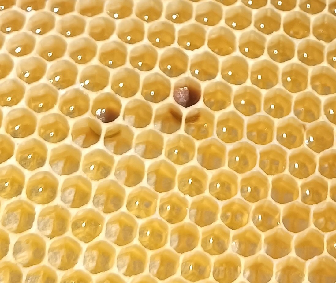 tuatbee's tweet photo. 4月8日、活動を行いました！
活動内容は内検（巣箱のチェック）と移虫（女王バチを増やすための作業）の練習でした。
気温が上がり、ハチもハチミツも増えてきています！おいしい蜜を採るのが楽しみです😋🍯 https://t.co/PJNTe0Ywkk