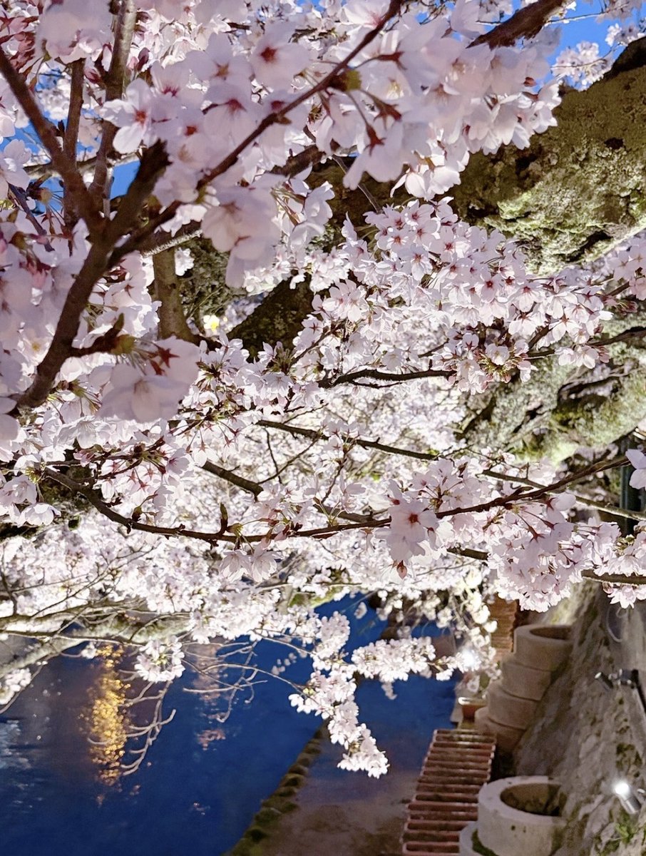 今年は桜を沢山見に行けた！これは川沿いの夜桜