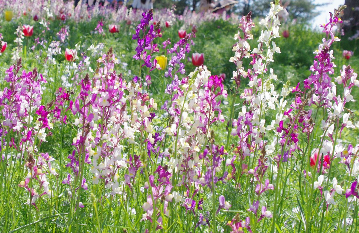 ＼(^q^)まにゃ＠お昼寝雑貨店(^q^)／ tweet media