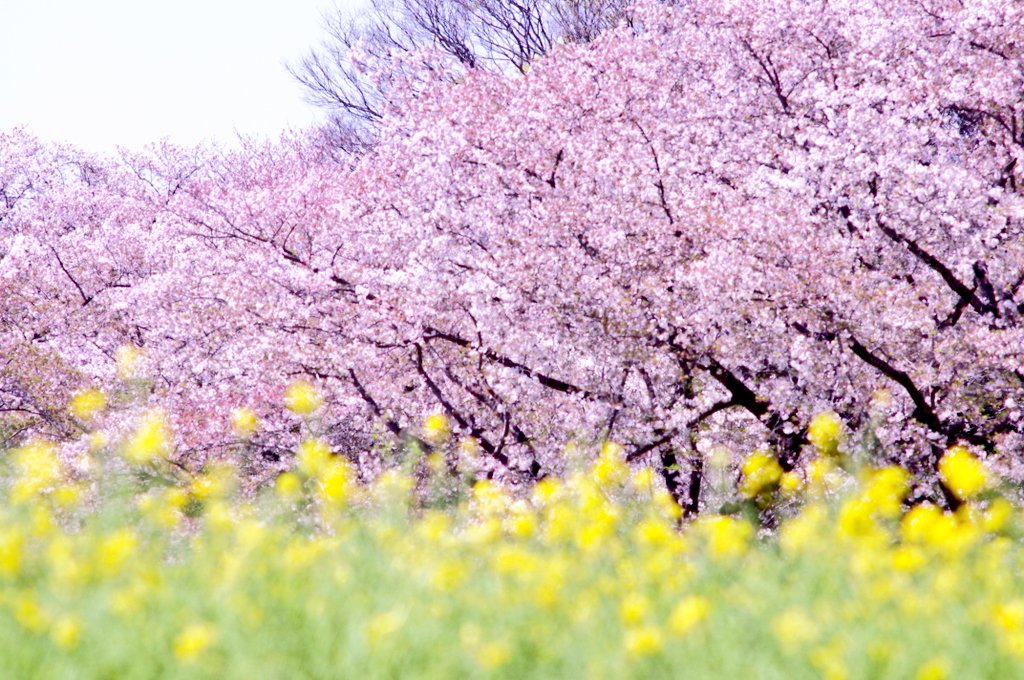 ＼(^q^)まにゃ＠お昼寝雑貨店(^q^)／ tweet media