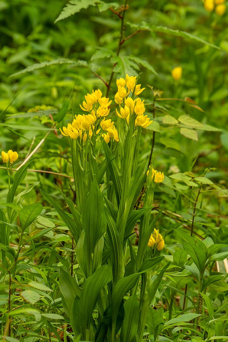 あるる tweet media