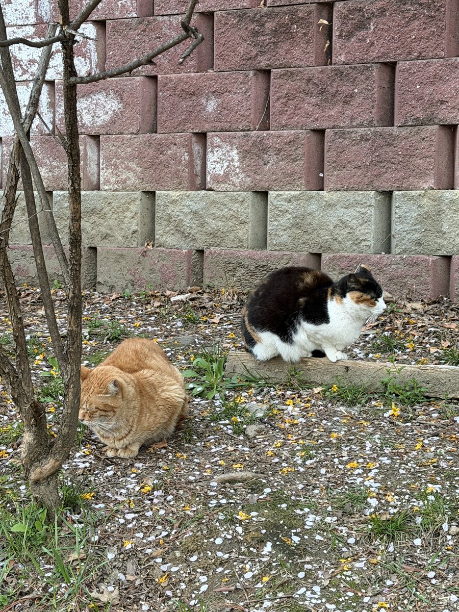 페리테일 tweet media