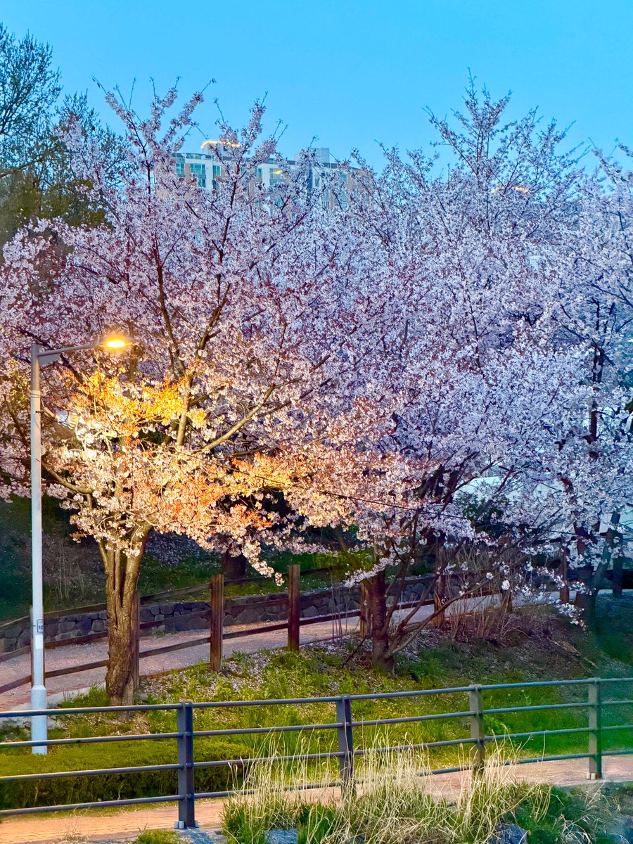 페리테일 tweet media