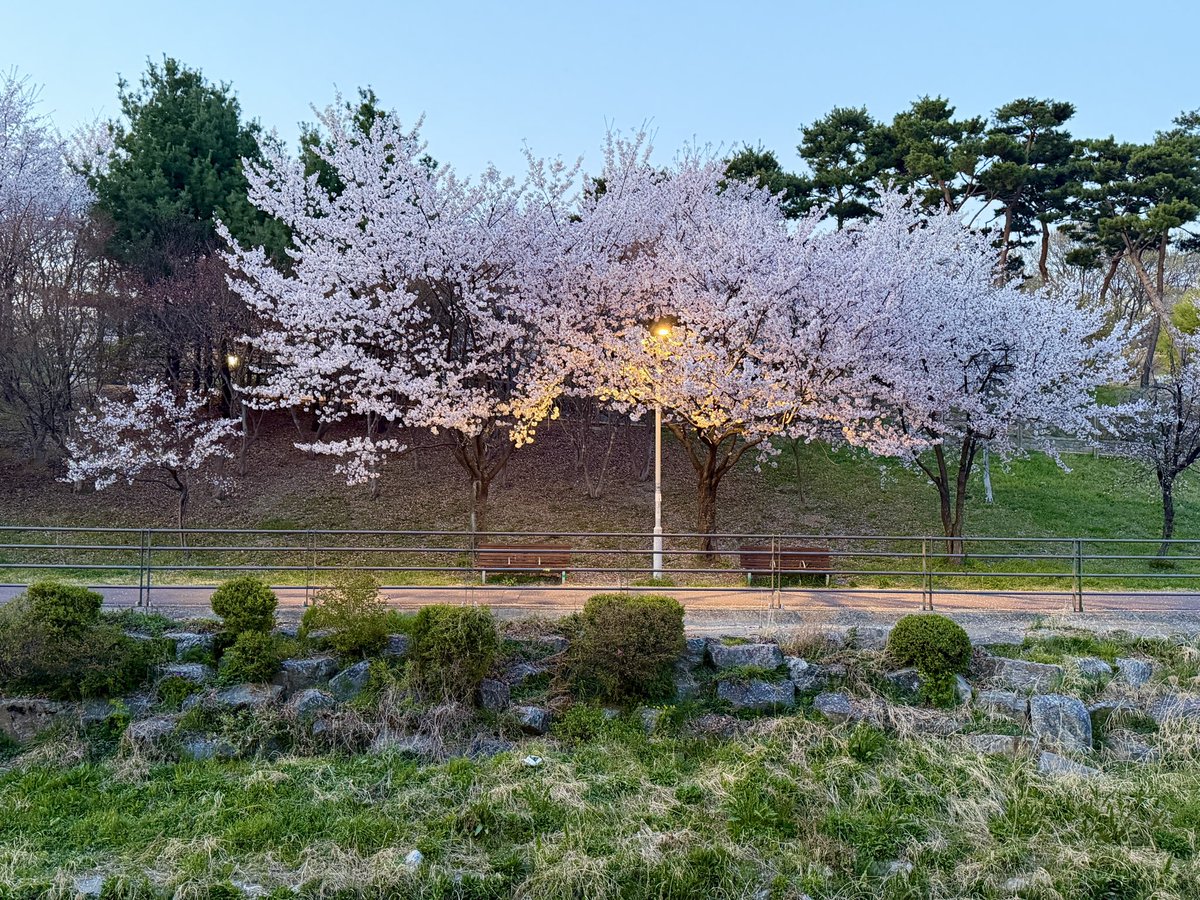 페리테일 tweet media