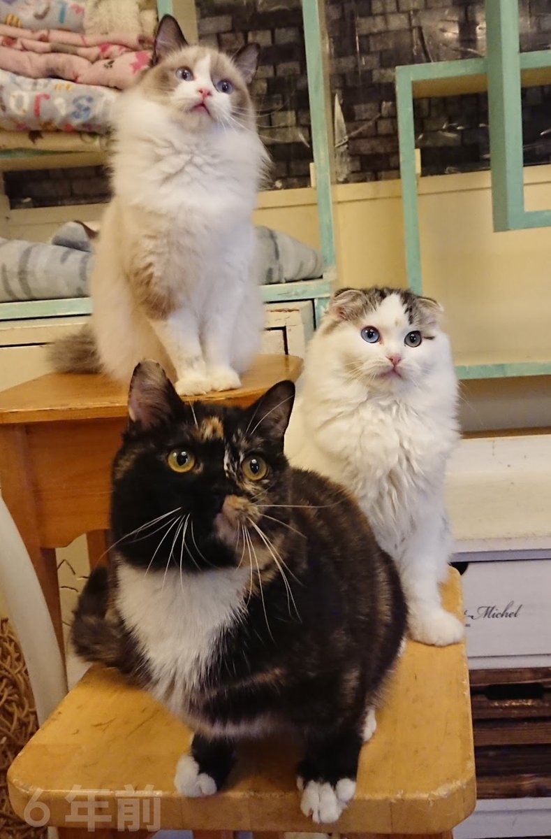 柏の猫カフェ猫の手 tweet media
