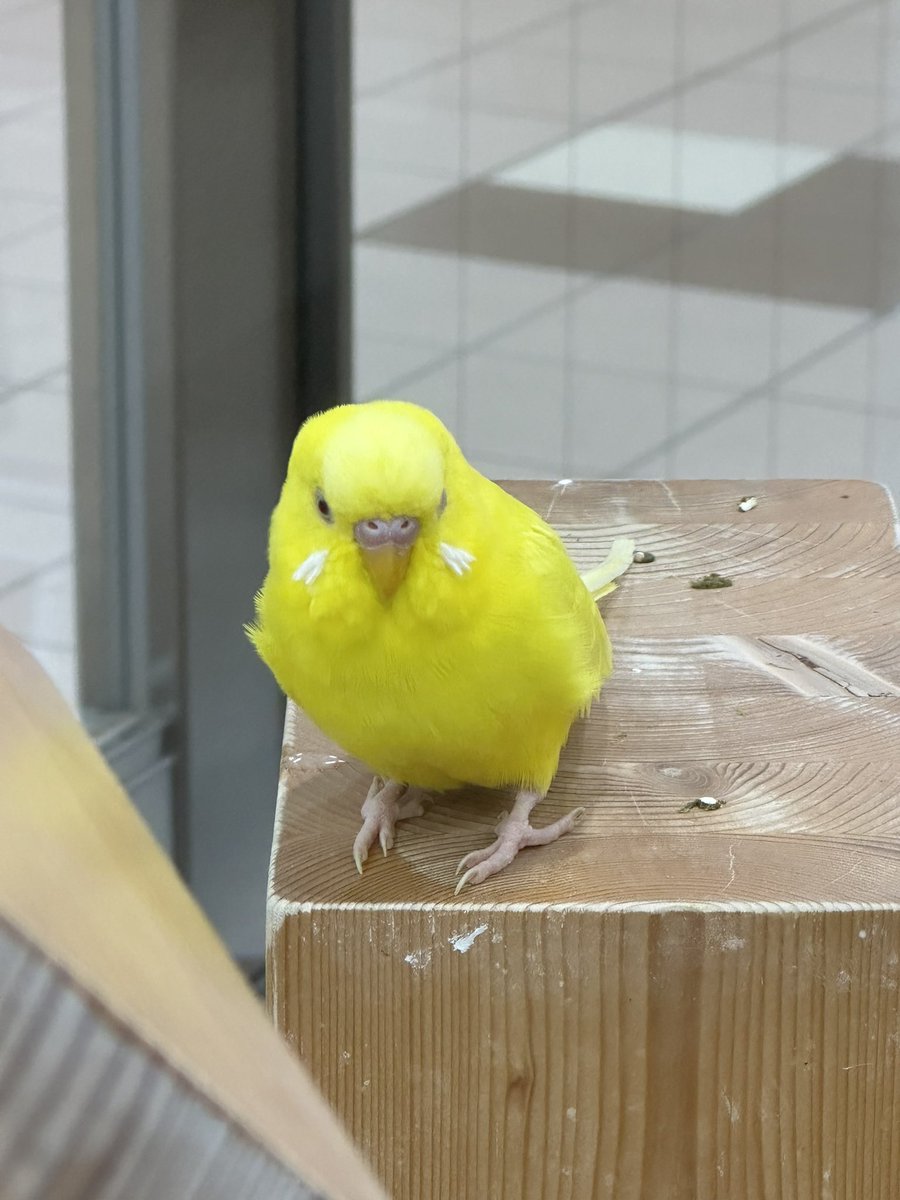 宇里 tweet media