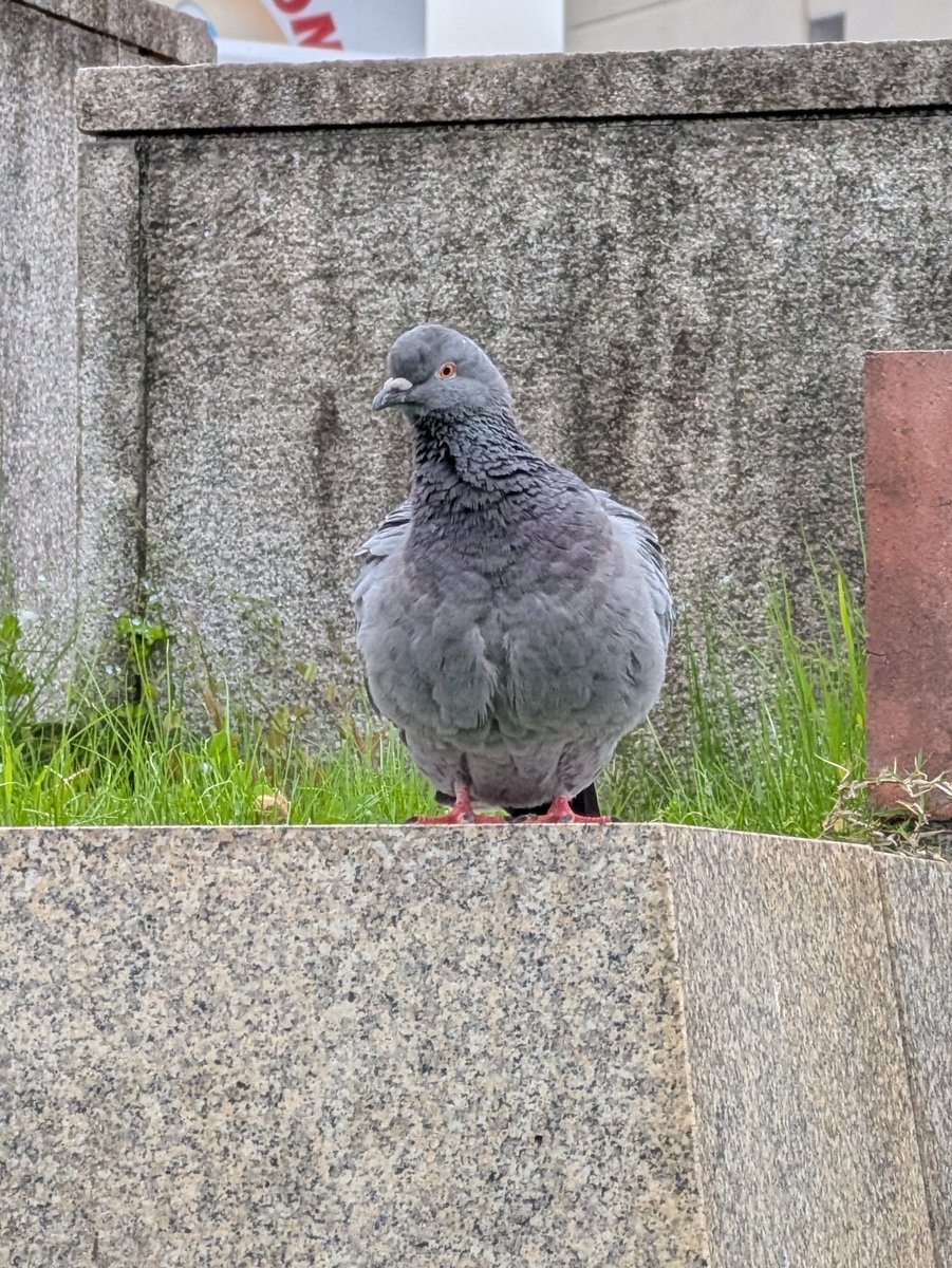 生物部活動報告 tweet media