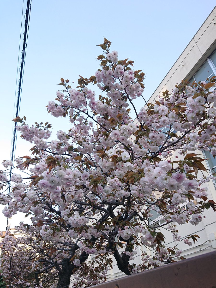 🦉さぼこ🌵 tweet media