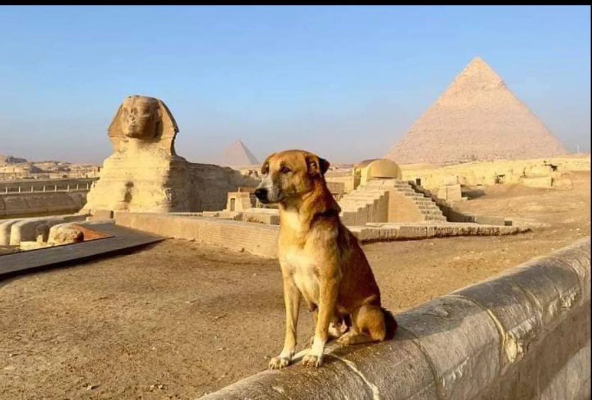 Ⓘⓑⓡⓐⓗⓘⓜ Ⓐⓛⓩⓐⓗⓡⓐⓝⓘ tweet media