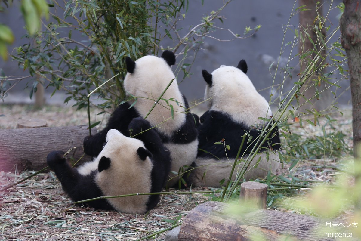 月亭ペン太 tweet media