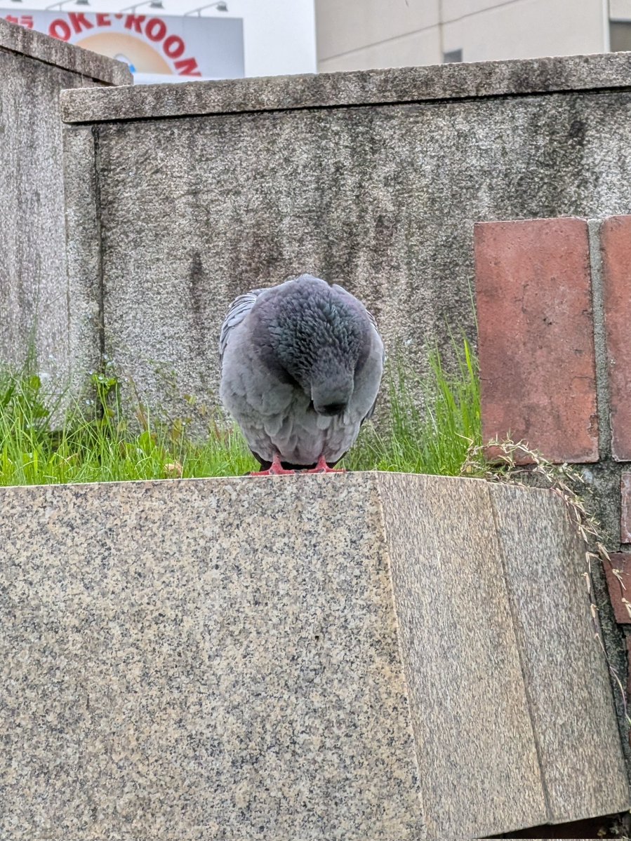 生物部活動報告 tweet media