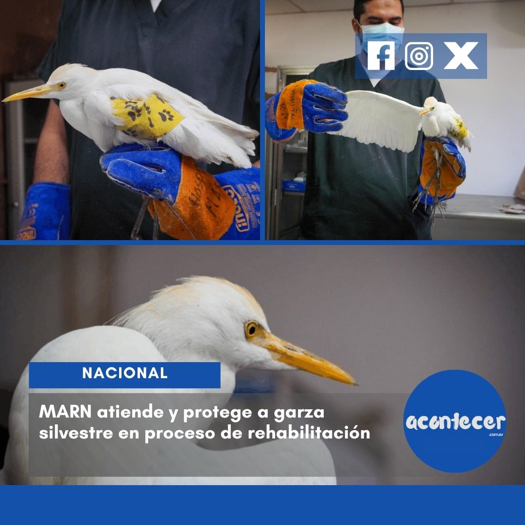 acontecercomsv's tweet photo. #Nacionales🐦 El @medioambientesv   atendió a una garza bueyera que fue encontrada en estado vulnerable.

🩺 El equipo veterinario identificó una lesión en su ala izquierda y actuó de inmediato.

Mas información aquí: https://t.co/CBdXw7OWio

#MedioAmbiente #MARN #Rescate 
📝KG https://t.co/zbbfOMbSMR