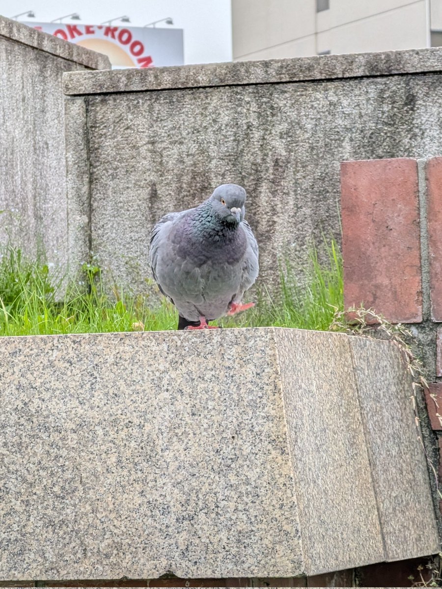 生物部活動報告 tweet media