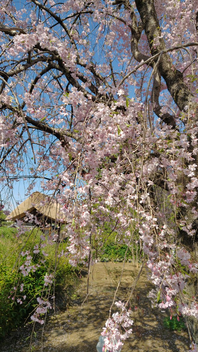 史跡足利学校 tweet media