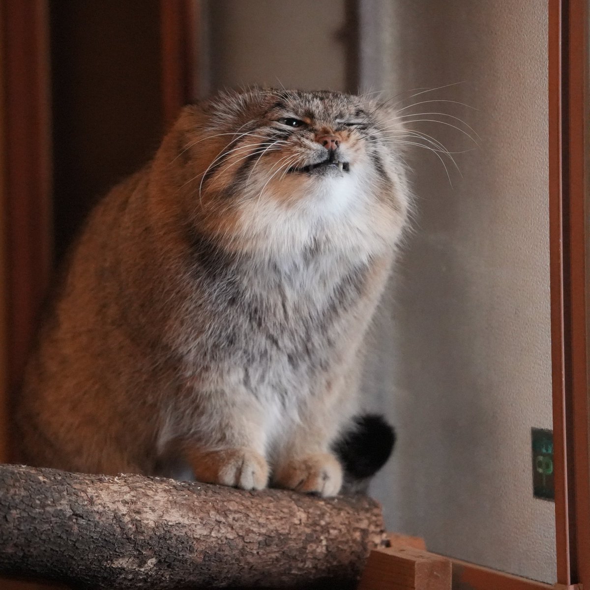 たーしゃ tweet media