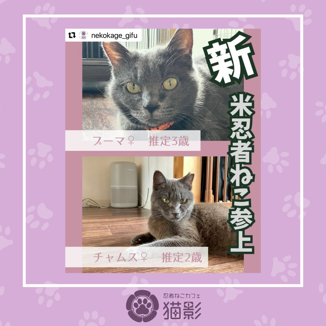 sussup01's tweet photo. 【猫影】    
就労継続支援B型事業所「シャンツェ」が運営する 『忍者ねこカフェ猫影』の投稿をシェア！        

 詳しくはInstagramをご覧下さい🐈 
https://t.co/NWg8pmDp5C

#猫影日常 #猫影 #忍者猫カフェ #保護猫カフェ #猫カフェ #岐阜市カフェ #cafe #保護猫 #猫 #譲渡会 #譲渡 #cat https://t.co/HPLucGJZ98