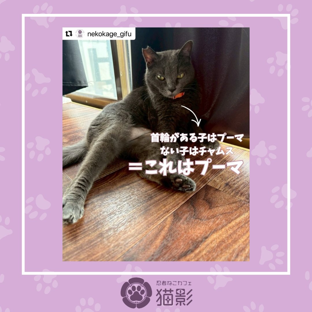 sussup01's tweet photo. 【猫影】    
就労継続支援B型事業所「シャンツェ」が運営する 『忍者ねこカフェ猫影』の投稿をシェア！        

 詳しくはInstagramをご覧下さい🐈 
https://t.co/NWg8pmDp5C

#猫影日常 #猫影 #忍者猫カフェ #保護猫カフェ #猫カフェ #岐阜市カフェ #cafe #保護猫 #猫 #譲渡会 #譲渡 #cat https://t.co/HPLucGJZ98