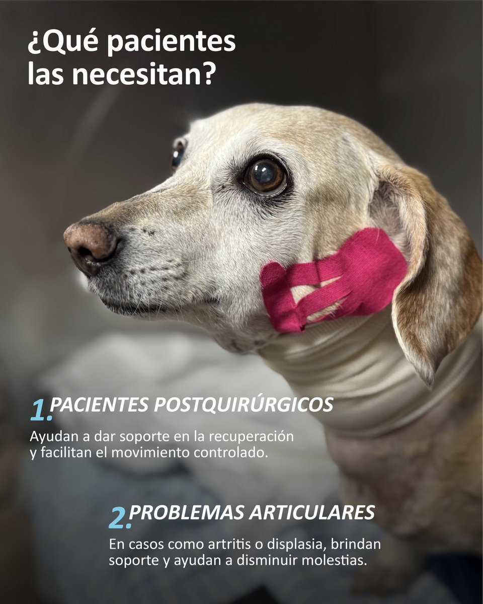 VeterinariadelBosque tweet media