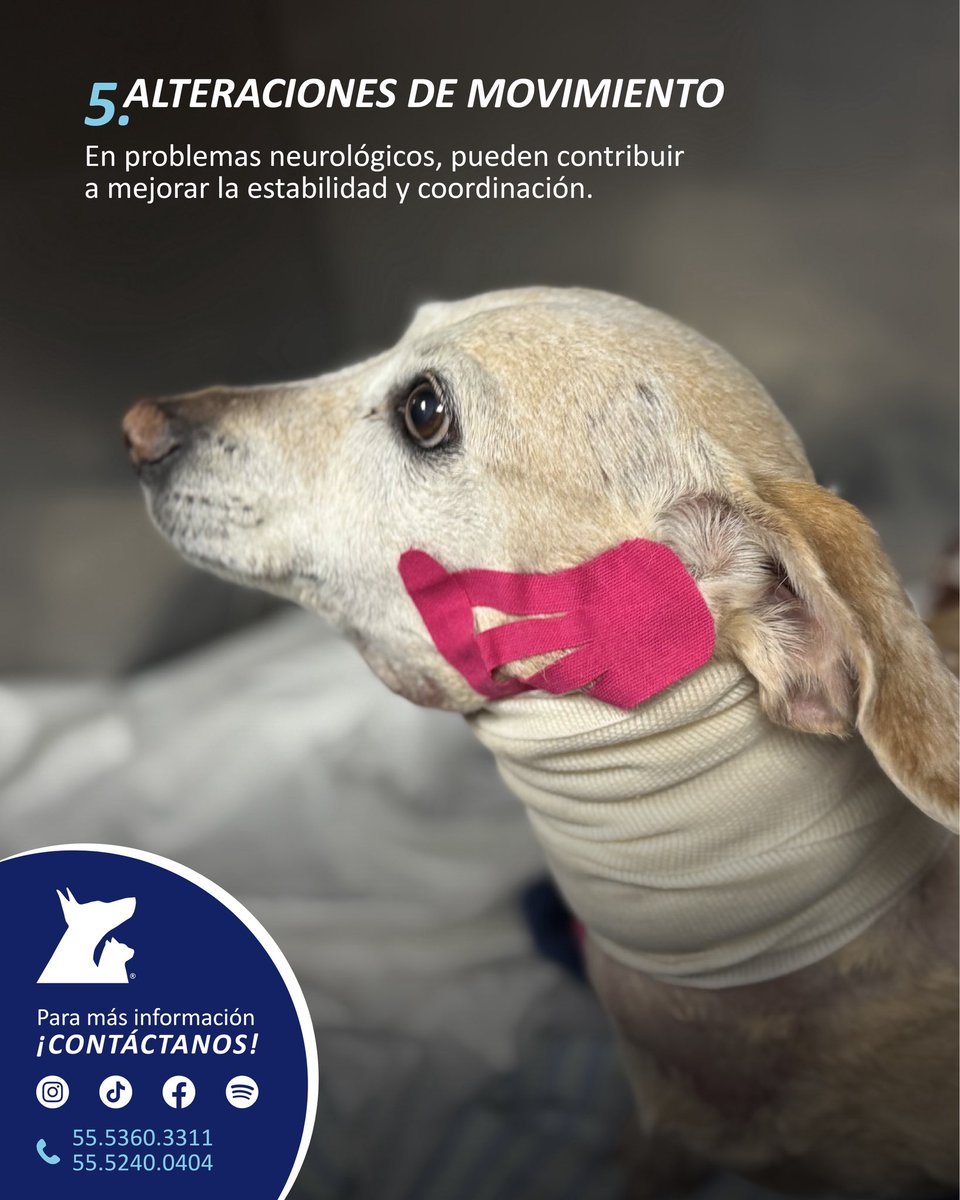 VeterinariadelBosque tweet media