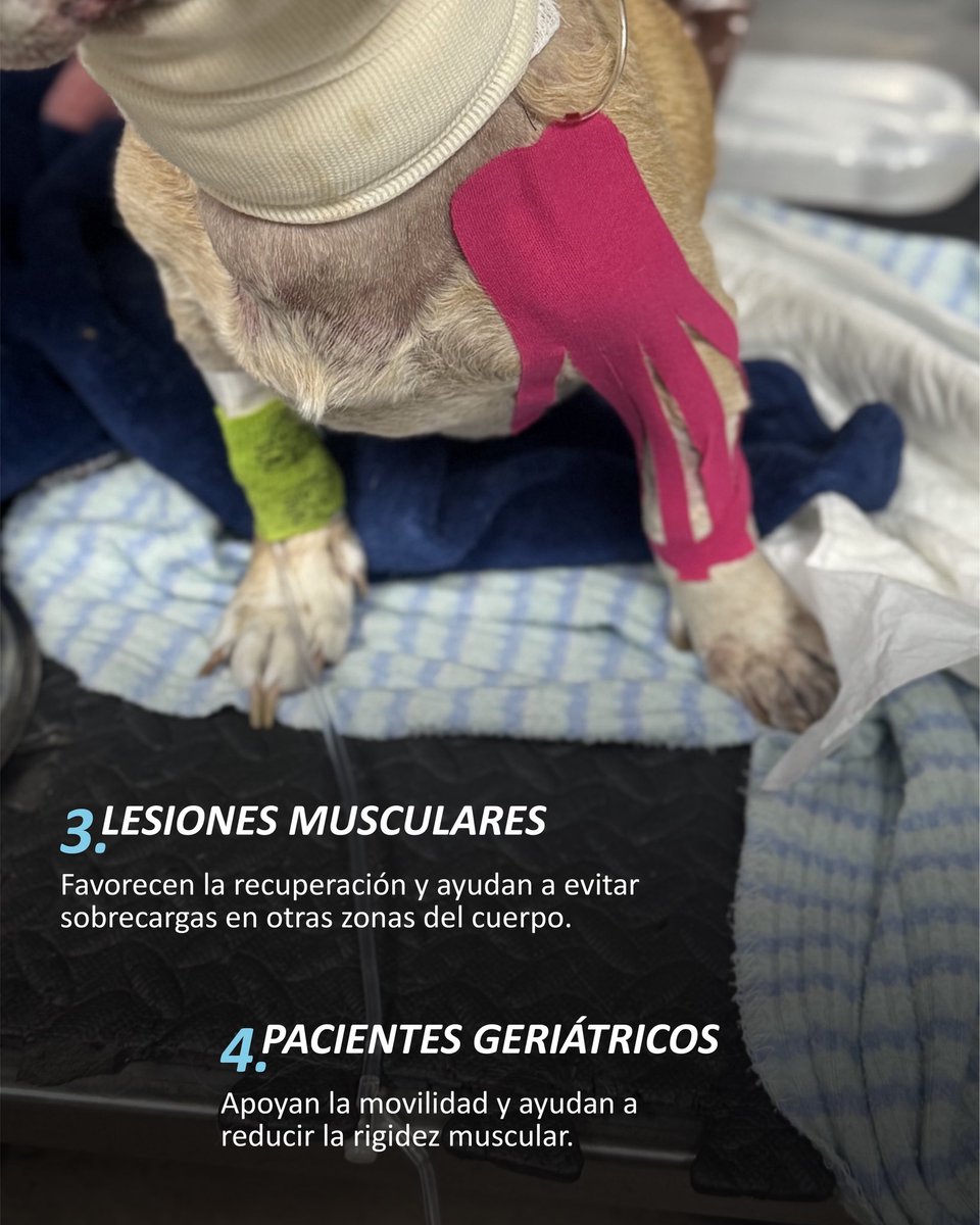 VeterinariadelBosque tweet media