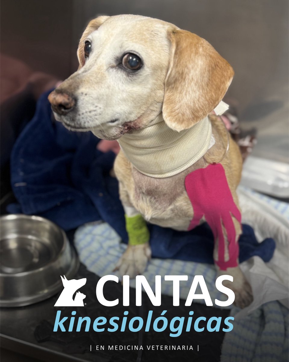 VeterinariadelBosque tweet media