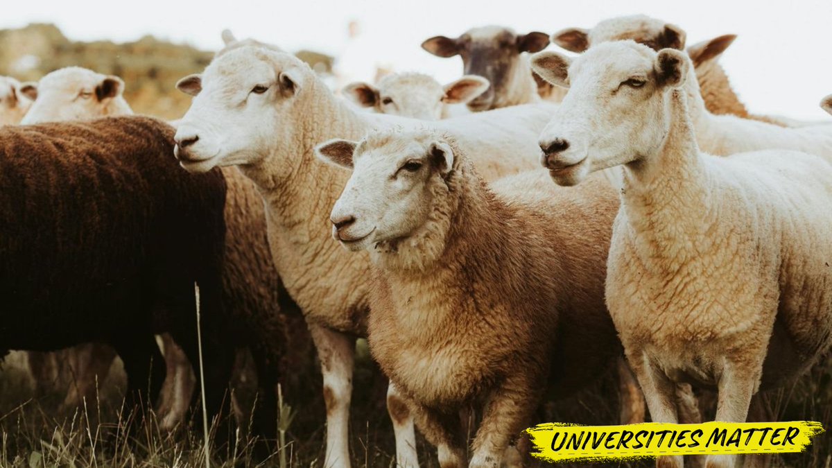 Universities Australia tweet media