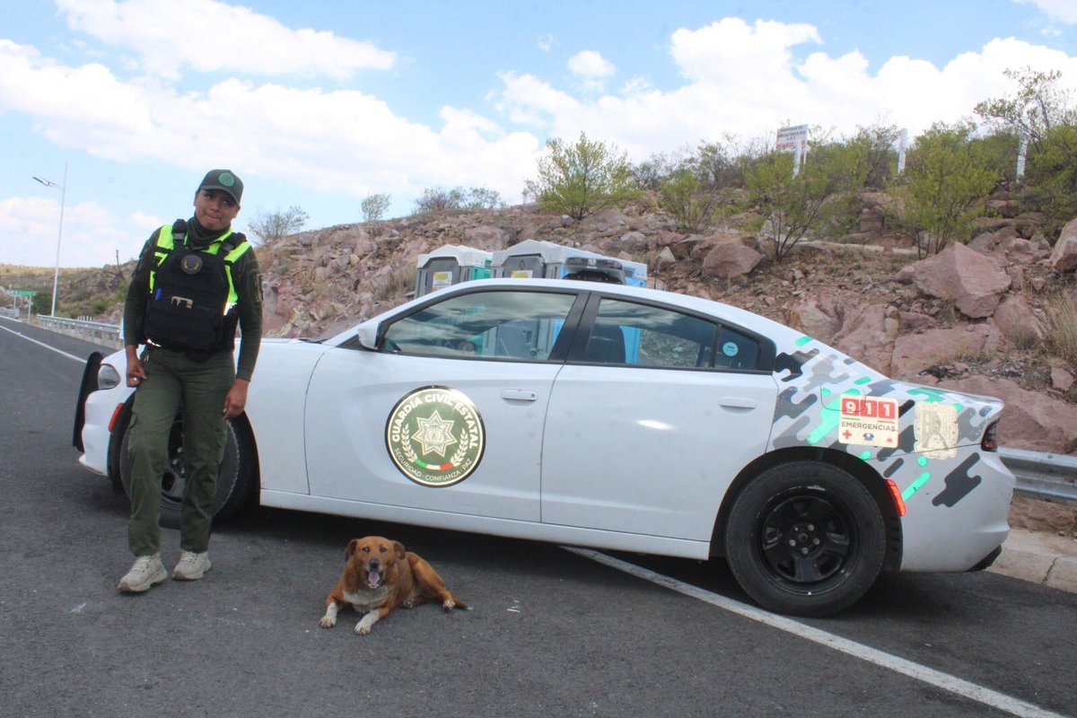 ClaroscuroSLP's tweet photo. #SLP - GOBIERNO ESTATAL BRINDA SEGUNDA OPORTUNIDAD A LOMITOS EN LA GUARDIA CIVIL

• Perritos rescatados encuentran hogar y cuidado en los Puntos de Atención Ciudadana, fortaleciendo el vínculo humano y la protección en San Luis Potosí.

📎 https://t.co/Jq3fKN9oSY https://t.co/R26h8C2wrj